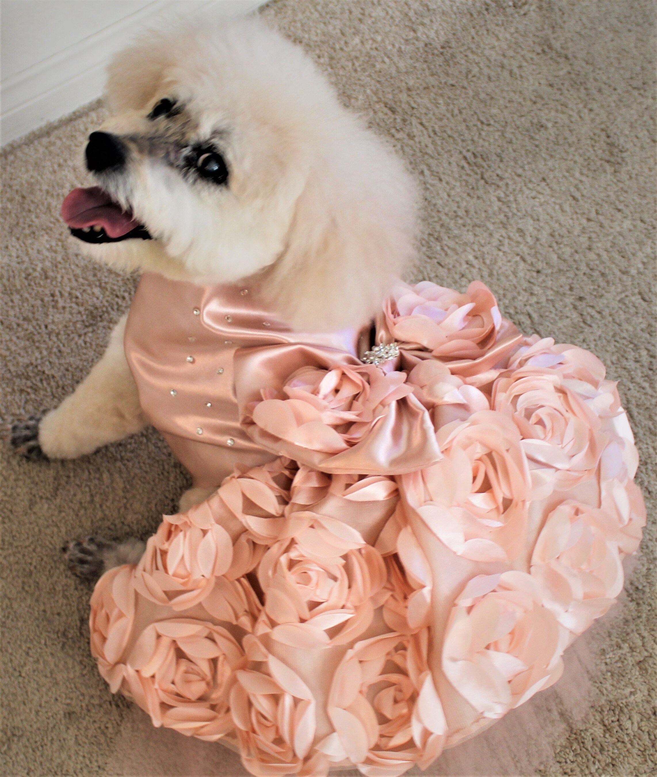 Pink Dog Dress, Rose Gold Dog Dress, Wedding Dog Dress, Dog Tutu, Dog  Harness Dress, Couture Dog Dress. - Etsy