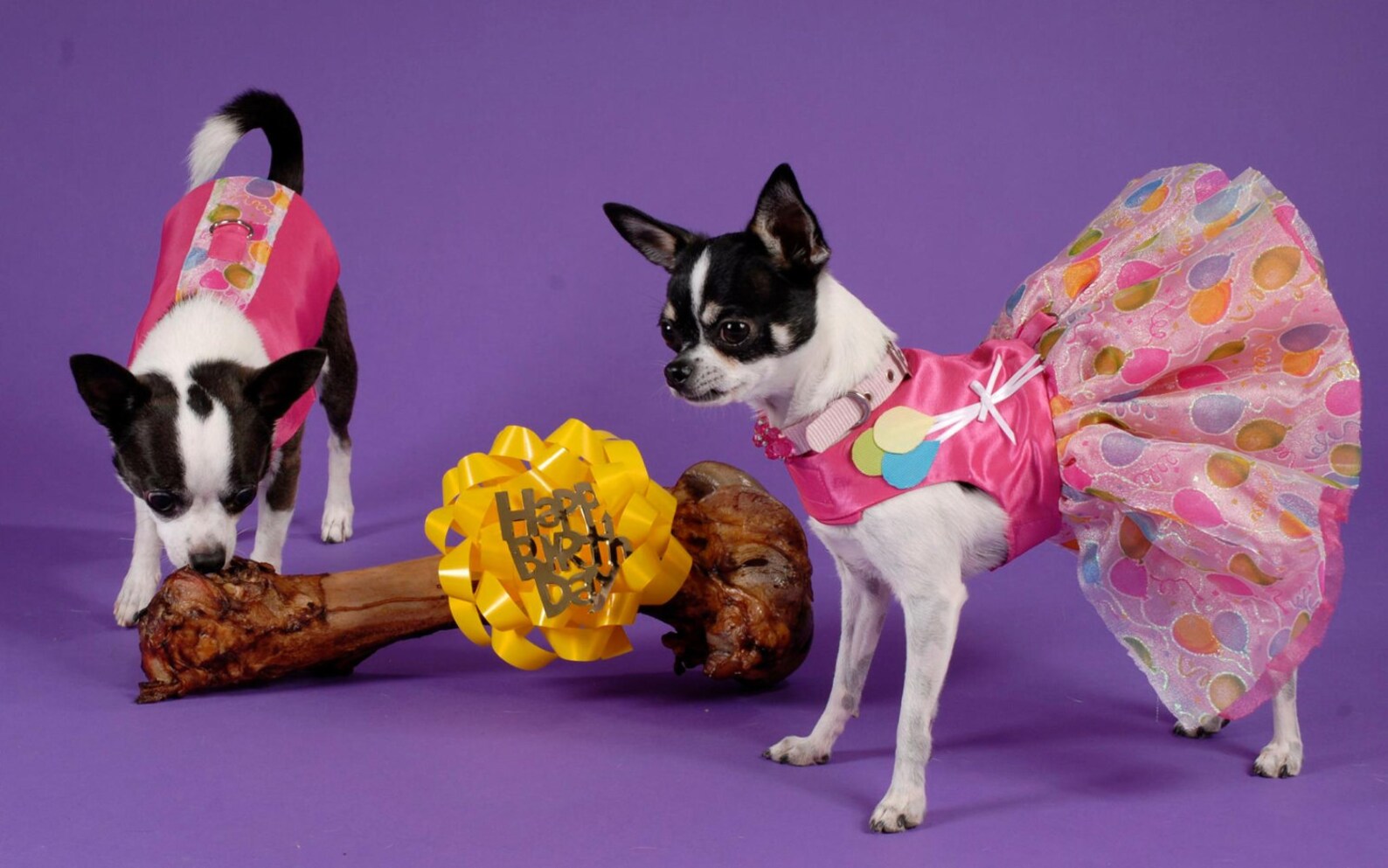 Birthday Dog Dress Dog Tutu Dress Dog Harness Dress Dog Etsy