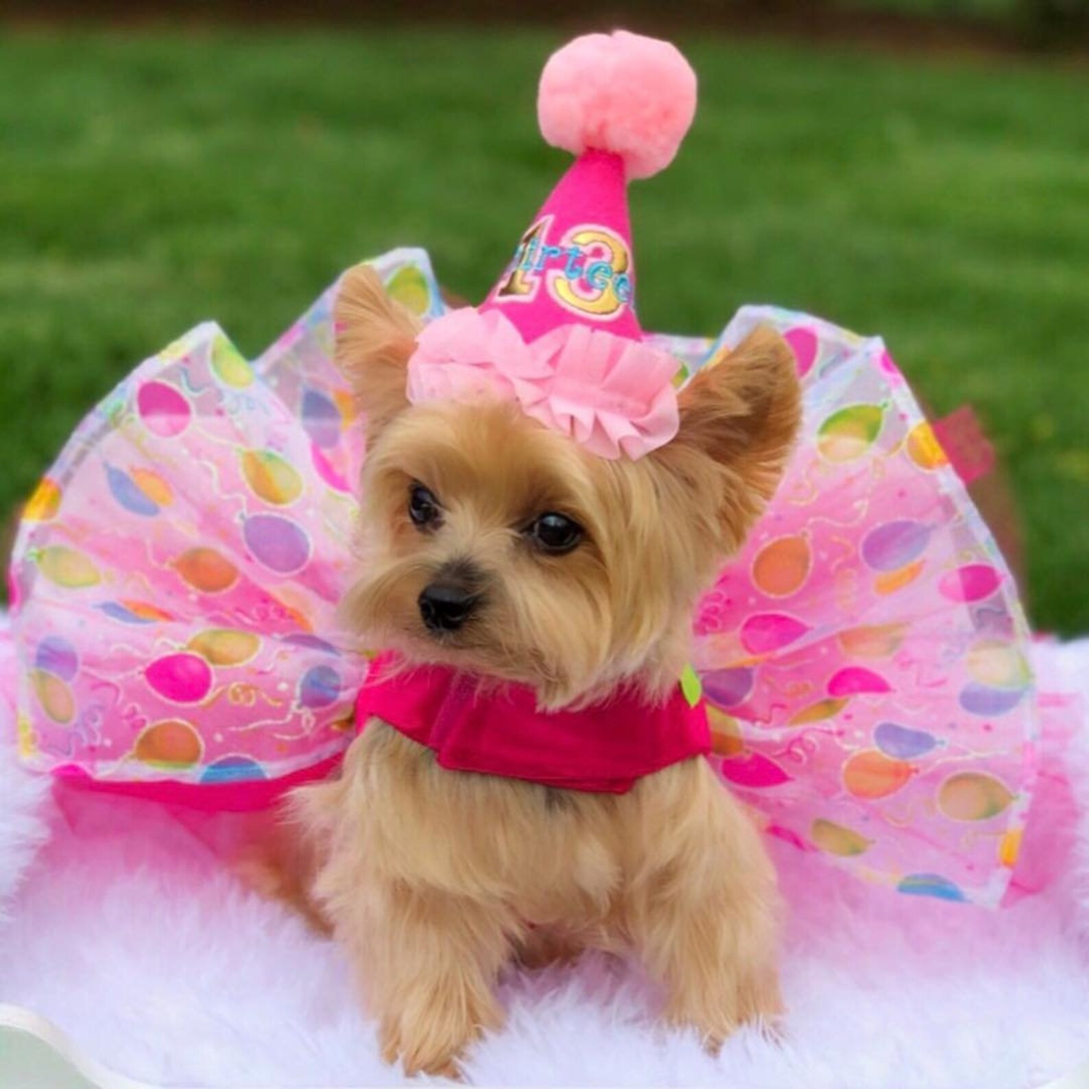 Birthday Dog Dress Dog Tutu Dress Dog Harness Dress Dog Etsy