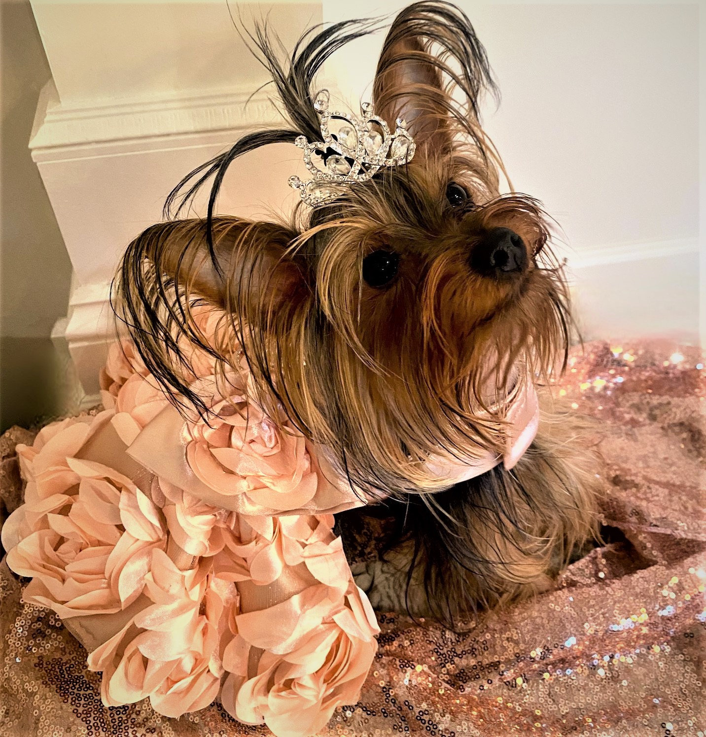 Pink Dog Dress, Rose Gold Dog Dress, Wedding Dog Dress, Dog Tutu, Dog  Harness Dress, Couture Dog Dress. - Etsy