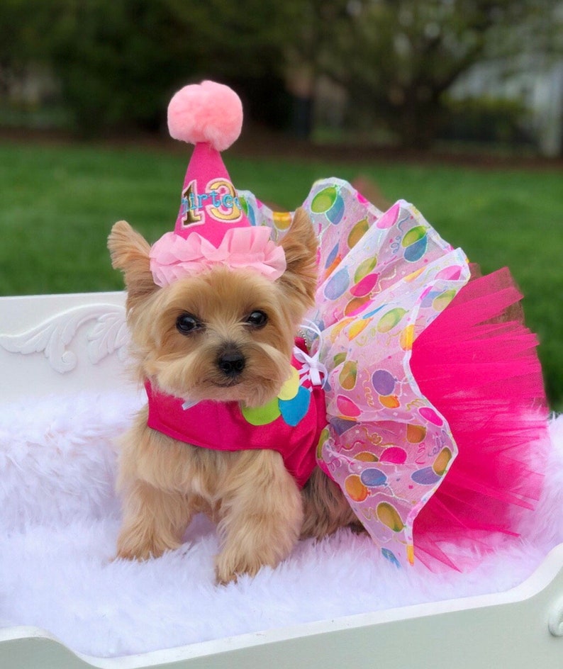Buy Birthday Dog Dress Dog Tutu Dress Dog Harness Dress Dog Online in