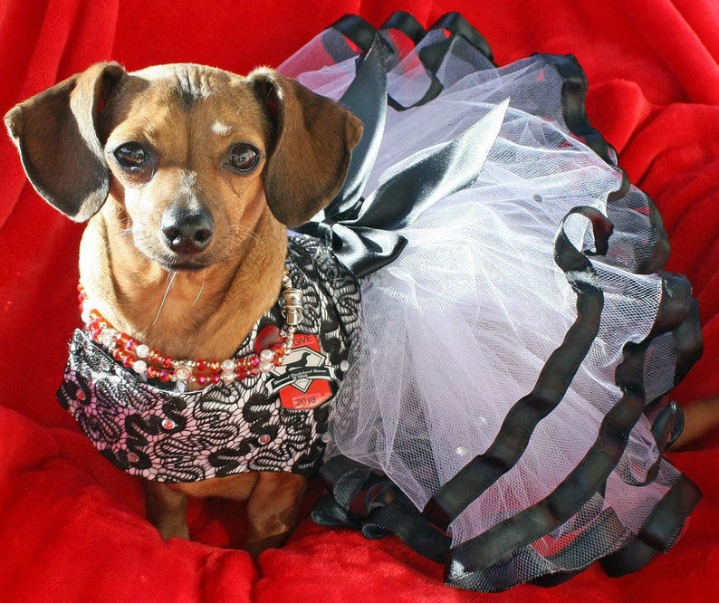 Dog Dress. Black and White Lace Dog Dress Dog Harness Tutu Etsy