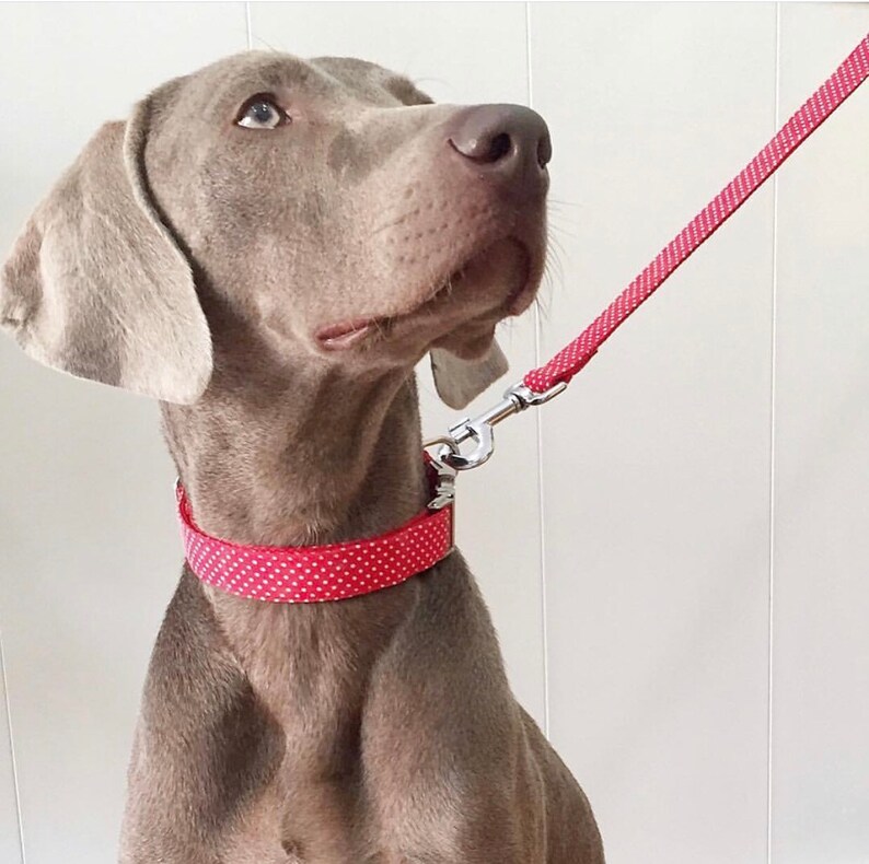 Adjustable dog collar Lola Etsy