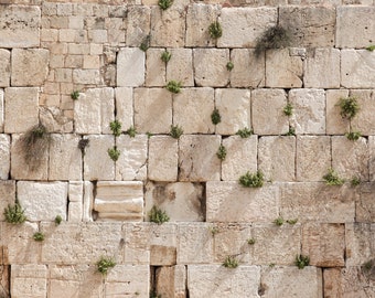 Jewish Kotel Wall Art Print - Green Vegetation on the Western Wall