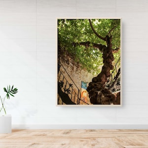 Israeli Holy Land Ancient Fig Tree - Old City Pedestrian Street of Safed - Tzfat