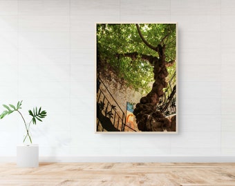 Israeli Holy Land Ancient Fig Tree - Old City Pedestrian Street of Safed - Tzfat