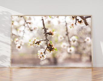 Almond Blossom Blooming Spring Flowers Photography