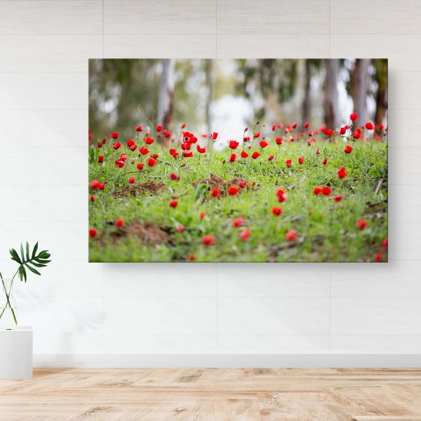 Red Wild Anemone Flowers and Trees - Israeli Holy Land Country