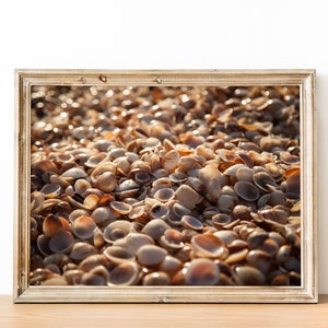 Israeli Sea Shells on Beach Photography - Holy land Seascape