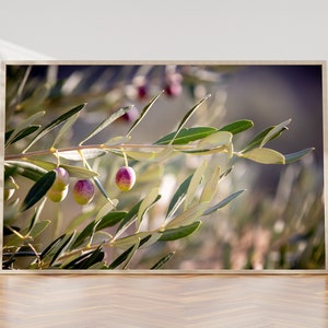 Holy Land Israeli Olive Branch Tree at surise - Promise Land Jewish Old Bible Seven Species