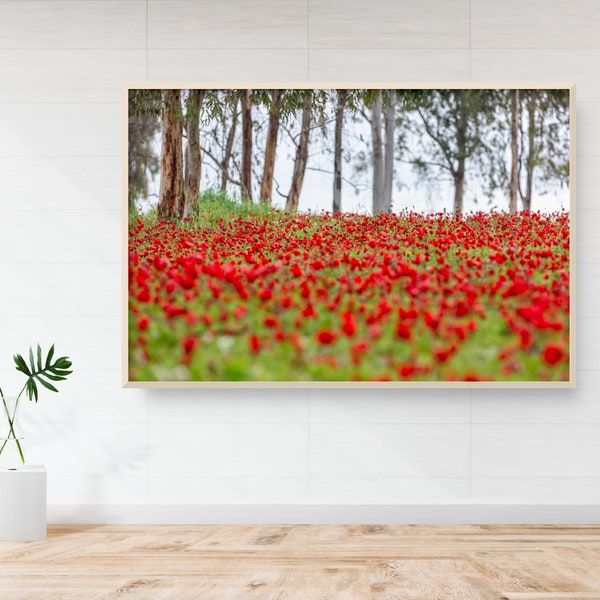 Red Wild Anemone Flowers and Tree Trunks - Israeli Holy Land Nature