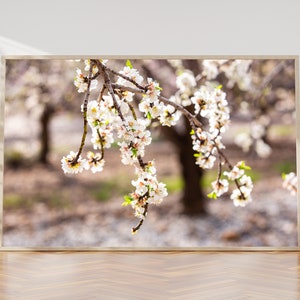 Israeli Almond Blossom Trees at Sunset - Holy Land Nature