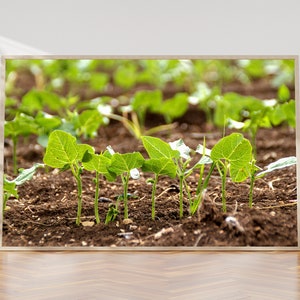 Holy Land Israeli Green Leaves in Field - Israel Nature Photography
