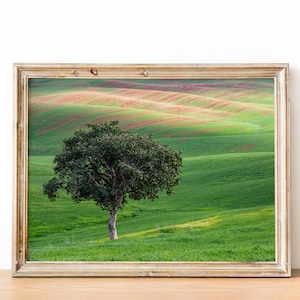 The Lone Tree and the Green Field - Israeli Holy Land Country at Bitronot Ruhama
