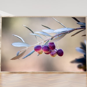 Israeli Olives - Promise Holy Land Bible Seven species