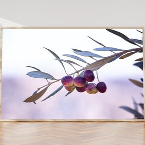 Israeli Purple Black Olives Macro Photography - Promise Land Jewish Old Bible Seven Species