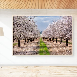 Israeli Holy Land Blooming Almond Trees Landscape Photography