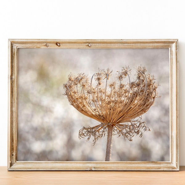 Wild Dryed Carrot Flower with White Cotton Field - Holy Land Israel