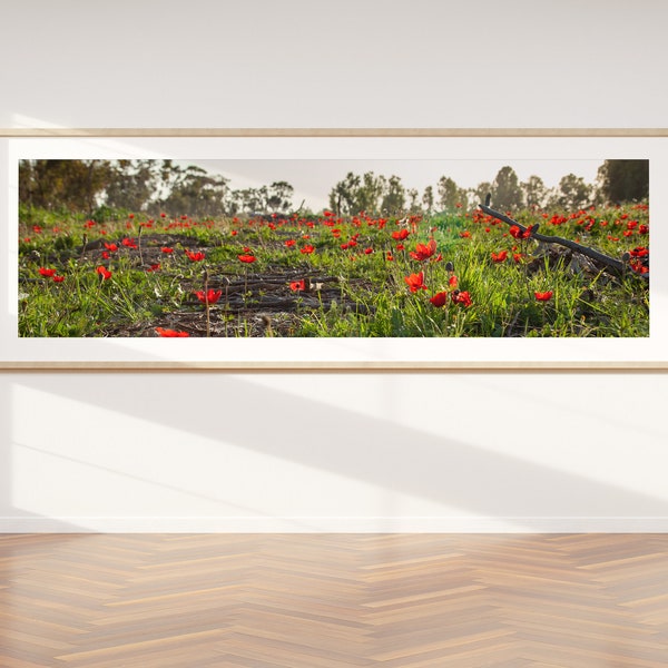 Panoramic Red Wild Flowers Field - Holy Land Israeli Landscape Print