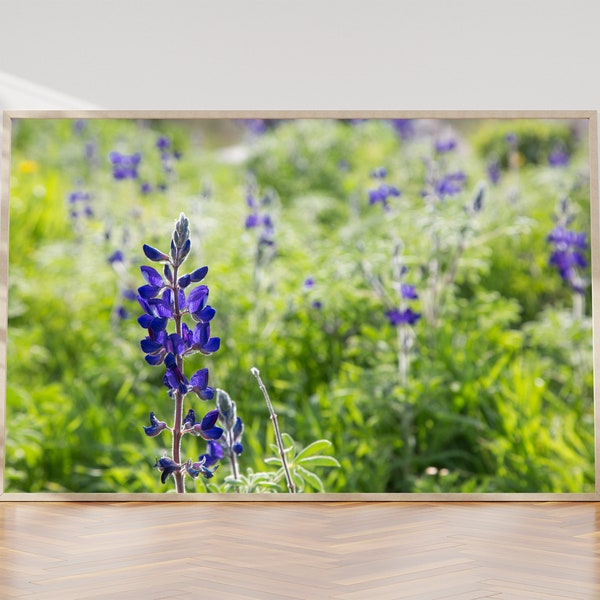 Holy Land Israeli Green and Purple Landscape - Wild Lupine Flowers Photography Print