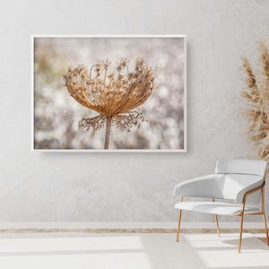 Wild Dried Carrot Flower with White Cotton Field - Holy Land Israel Nature