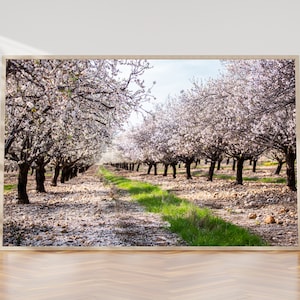 Holy Land Almond Blooming Trees Landscape - Israel Photography