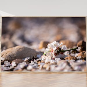 Israeli Almond Blossom Flowers on the ground - Holy Land Nature Photography