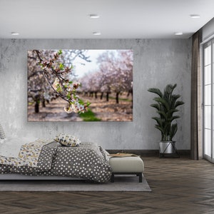 Israel Holy Land Almond Blooming Trees Landscape