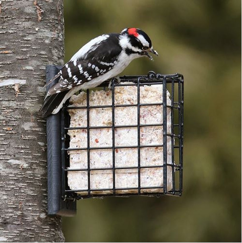 Tree Mount Suet Feeder Nest Builder Etsy