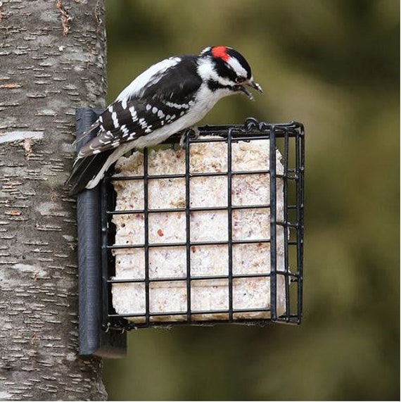 Tree Mount Suet Feeder Nest Builder Etsy