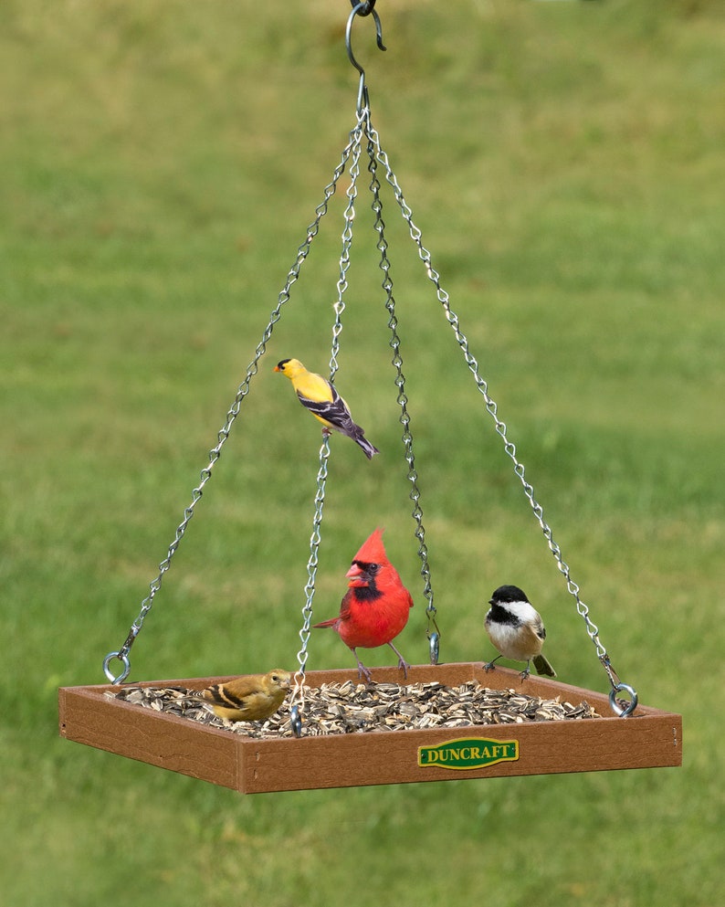Eco Friendly Platform Feeder Etsy