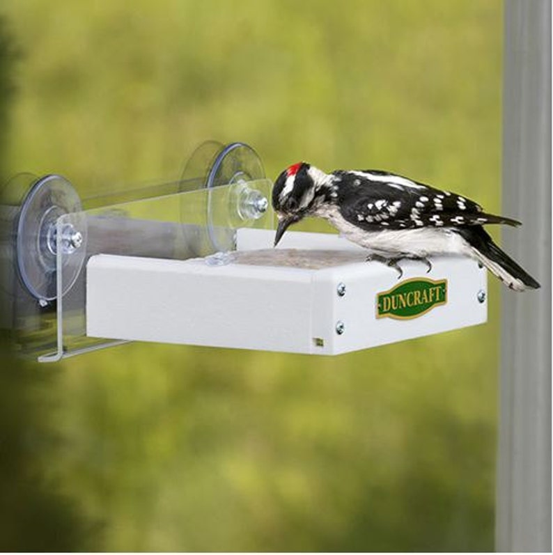 Touch Free Window Suet Feeder Etsy