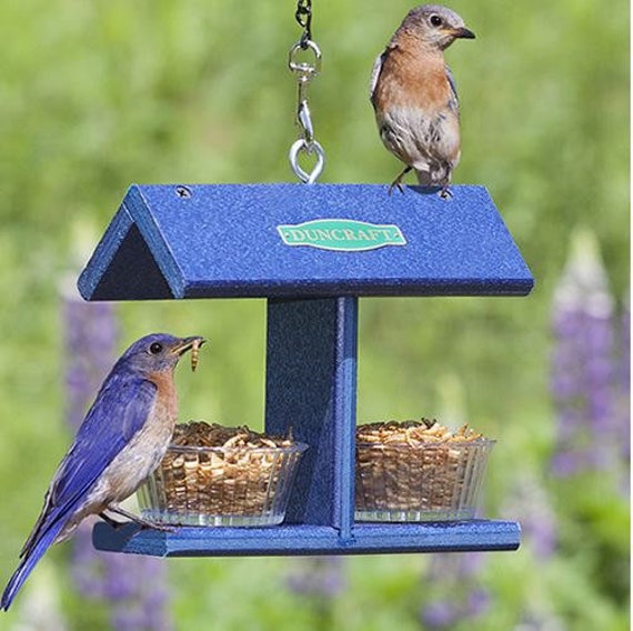 Duncraft Ez Bluebird Feeder Etsy