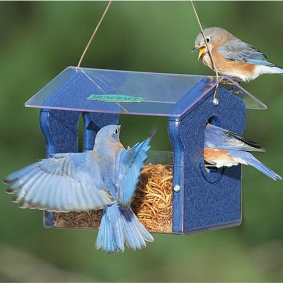 Classic Bluebird Feeder Etsy