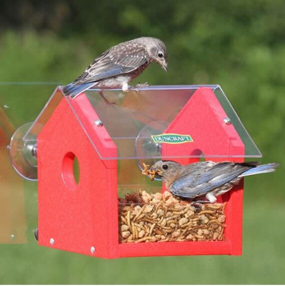 Classic Bluebird Window Feeder Etsy