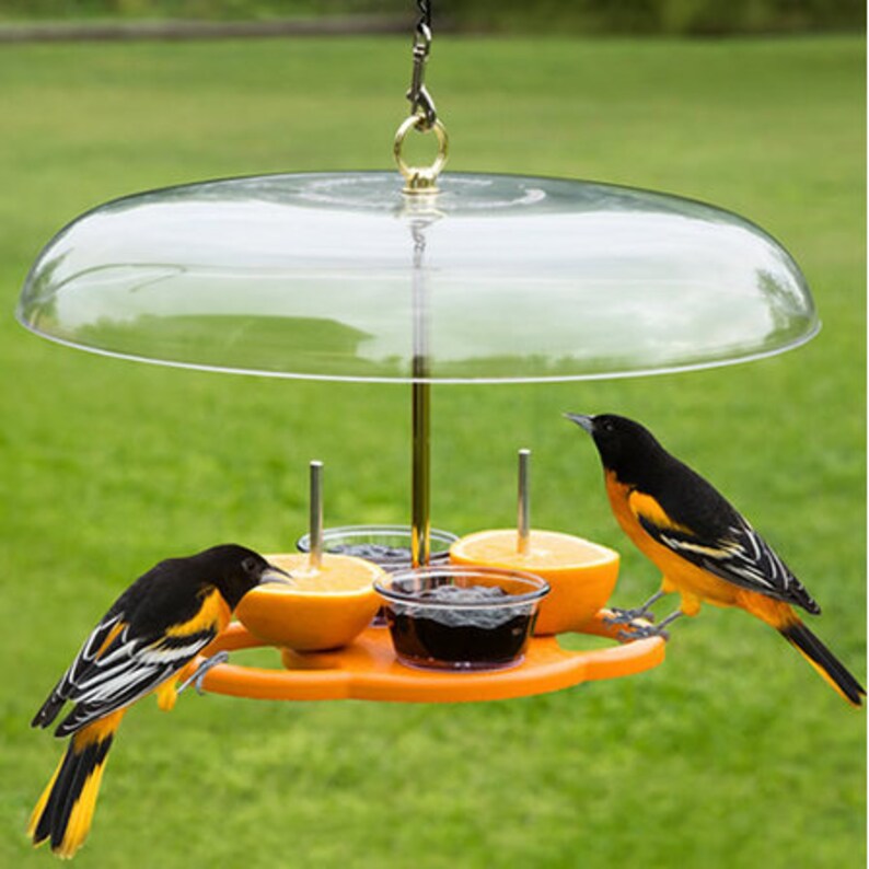 Duncraft Oriole Fruit Jelly Feeder With Roof Etsy