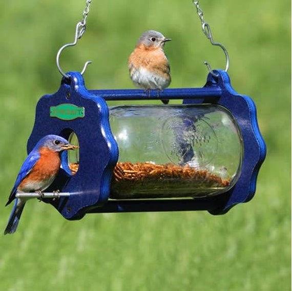 Bluebird Bug A View Jar Etsy