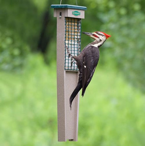 Eco Strong Tail Prop Suet Feeder Etsy