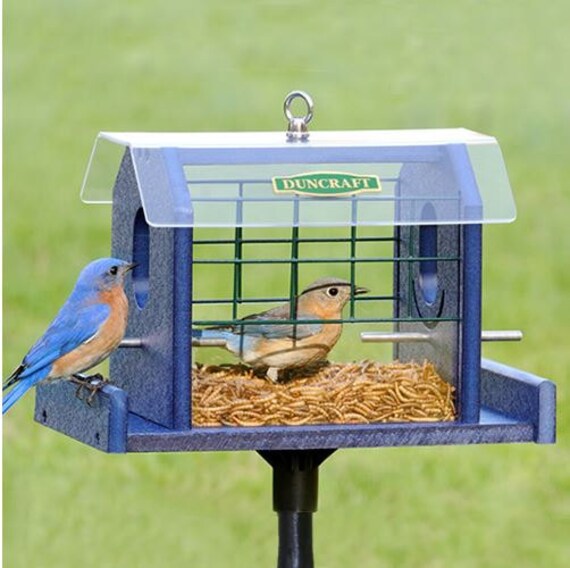Bird Safe Bluebird Haven Feeder With Pole Etsy