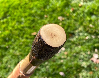 May include: Close-up of the top of a walking stick with a natural wood finish. The top of the stick is a round, smooth piece of wood with a dark brown bark.