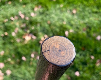 Walking stick #592 Natural bark grip and branch stub