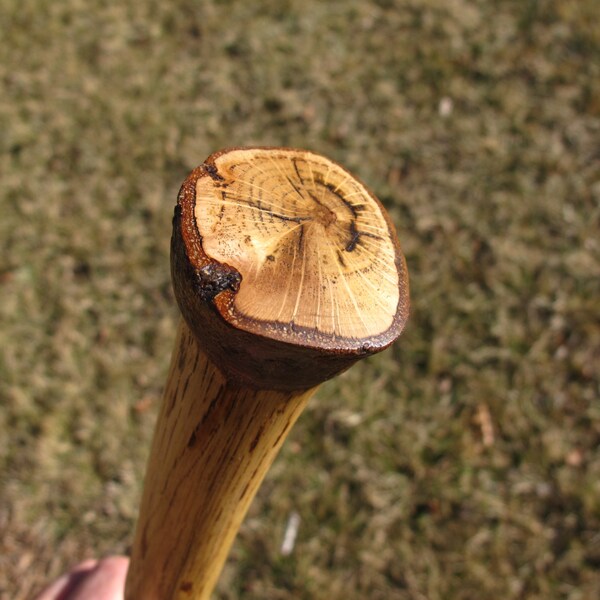 Walking stick #166, strong Pin Oak branch