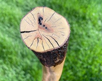 ウォーキンスティック Walking Stick #722 Oak of Many Curves - Etsy