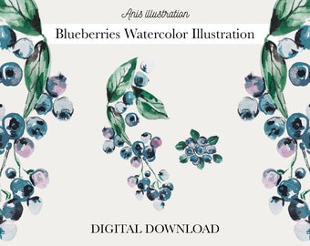 Blueberries Watercolor Illustration Transparent clipart PNG Digital Download