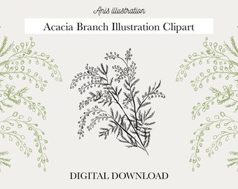 Acacia Botanical Branch Digital Illustration Transparent clipart PNG Digital Download