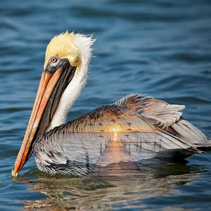 Puede incluir: Un pelícano marrón y blanco con un largo pico naranja flota en agua azul. El cuerpo del pelícano es parcialmente transparente, revelando una puesta de sol sobre un muelle de madera.