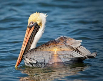 Pelican Ocean 5420 73 - Call of the Wild - Hoffman Fabrics - Digital Print Fabric  - Priced by the Panel (31" x 42" )