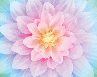 Opal Dream Big - Dahlia Print - Hoffman Fabrics -  Digital Print Fabric 4389 132 Pink to Blue - 43"x43" Square
