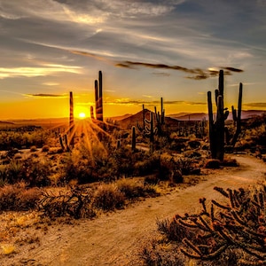 Desert Cactus Sunset  W5423H-193 - Call of the Wild - Hoffman Fabrics - Digital Print Fabric  - Priced by the Panel - (42&quot; x 31&quot; )