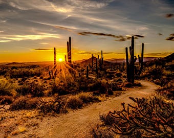 Desert Cactus Sunset  W5423H-193 - Call of the Wild - Hoffman Fabrics - Digital Print Fabric  - Priced by the Panel - (42" x 31" )